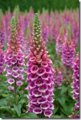 1 digitalis