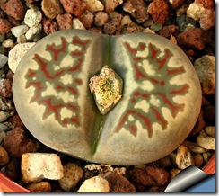 Lithops Dorothae