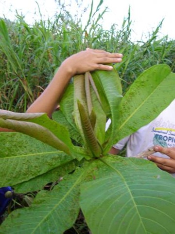 [Terminalia_copelandii[2].jpg]