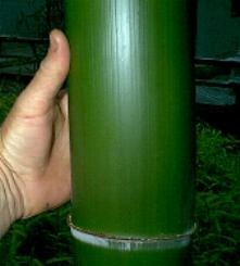 [Bambu Moso1[3].jpg]
