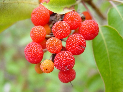 [Arbutus unedo[2].jpg]