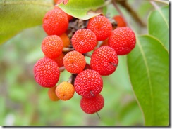 Arbutus unedo