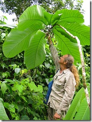 Passiflora macrophyllum