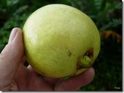 psidium_angulatum psidium_angulatum