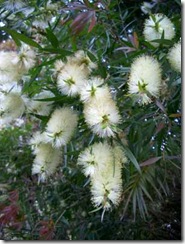 Callistemon-salignus