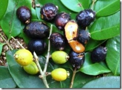 Jaboticaba do Mangue Jaboticaba do Mangue