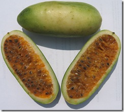 Passiflora tarminiana