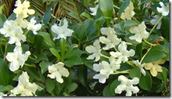 Brungfelsia nitida1