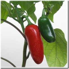 Pepper early jalapeno