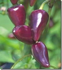 Pepper Purple Jalapeno