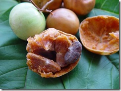 Vangueria Vangueria