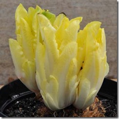 Chicory