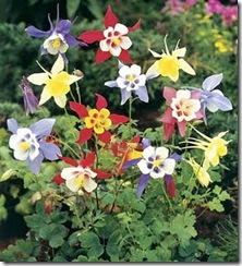 Columbine Mckana Giant