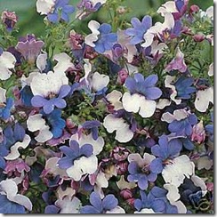 Nemesia Nana Compacta KLM