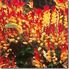 Mina lobata
