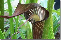 Arisaema triphyllum