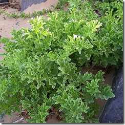 Astydamia latifolia