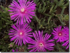 Ddelosperma cooperi
