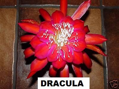 [Epi Dracula[2].jpg]