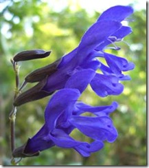 Salvia farinacea