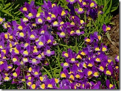 Linaria marocana