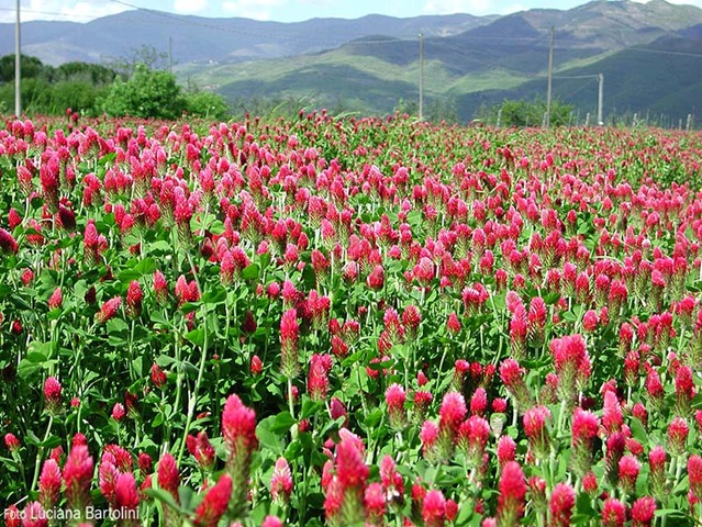 [trifolium-incarnatum[2].jpg]