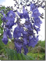 Jacaranda