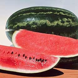 [Watermelon Congo[2].jpg]