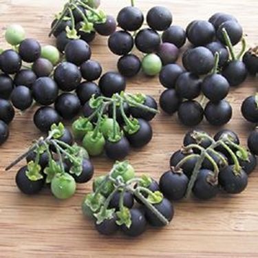 [Solanum burbankii[2].jpg]