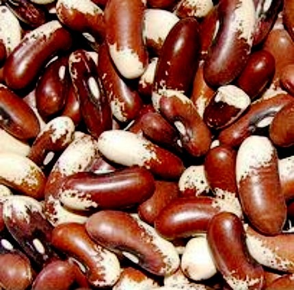 [Painted Pony Beans[2].jpg]
