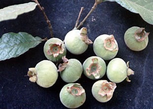 [Campomanesia guazumaefolia[2].jpg]