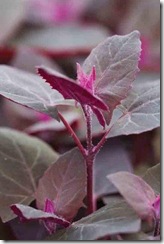 Atriplex hortensis Rubra