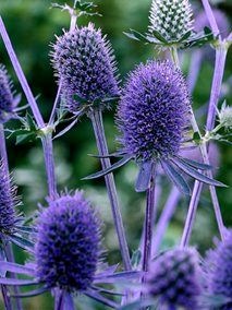 [Eryngium planum[2].jpg]