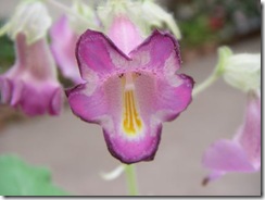 Proboscidea fragrans1