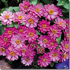 Zinnia Profusion Cherry