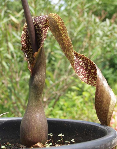 [Sauromatum-venosum-1[2].jpg]