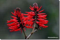 Mulungu