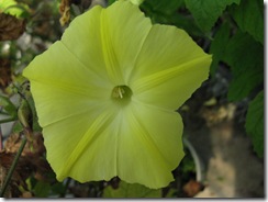 Merremia vitifolia