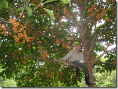 Baccaurea dulcis1 Baccaurea dulcis1