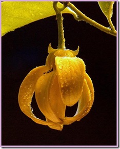 Artabotrys hexapetalus2 Artabotrys hexapetalus2