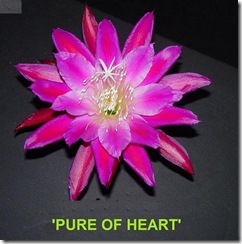 Epi Pure of Heart