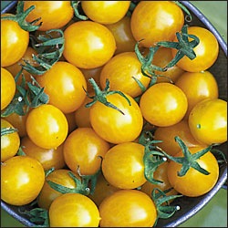 [Tomate Blondkopfchen[2].jpg]