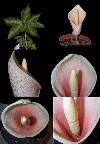 [Amorphophallus bulbifer[2].jpg]