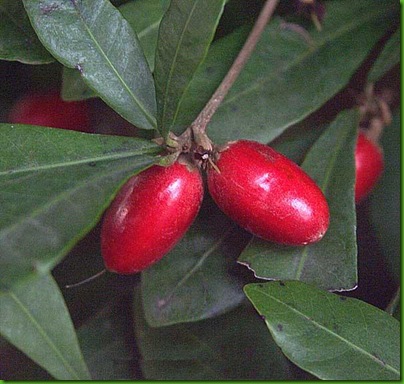 Synsepalum subcordatum Synsepalum subcordatum