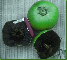 Black Sapote Black Sapote