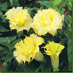 Datura Golden Queen