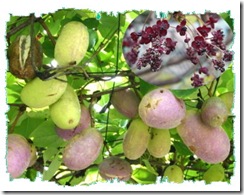 Akebia trifoliata