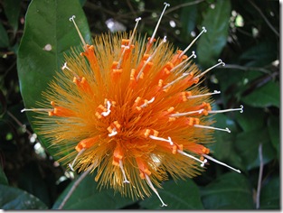 Stifftia chrysantha 1 Stifftia chrysantha 1