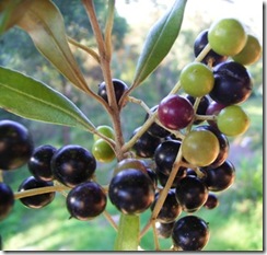 Olea europaea var africana Olea europaea var africana