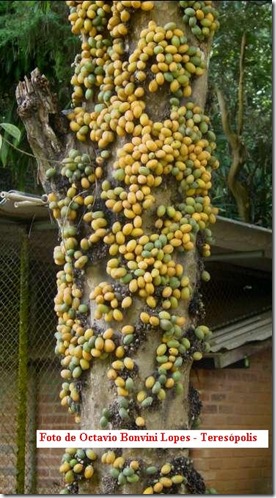 Pradoscia_latescens1 Pradoscia_latescens1